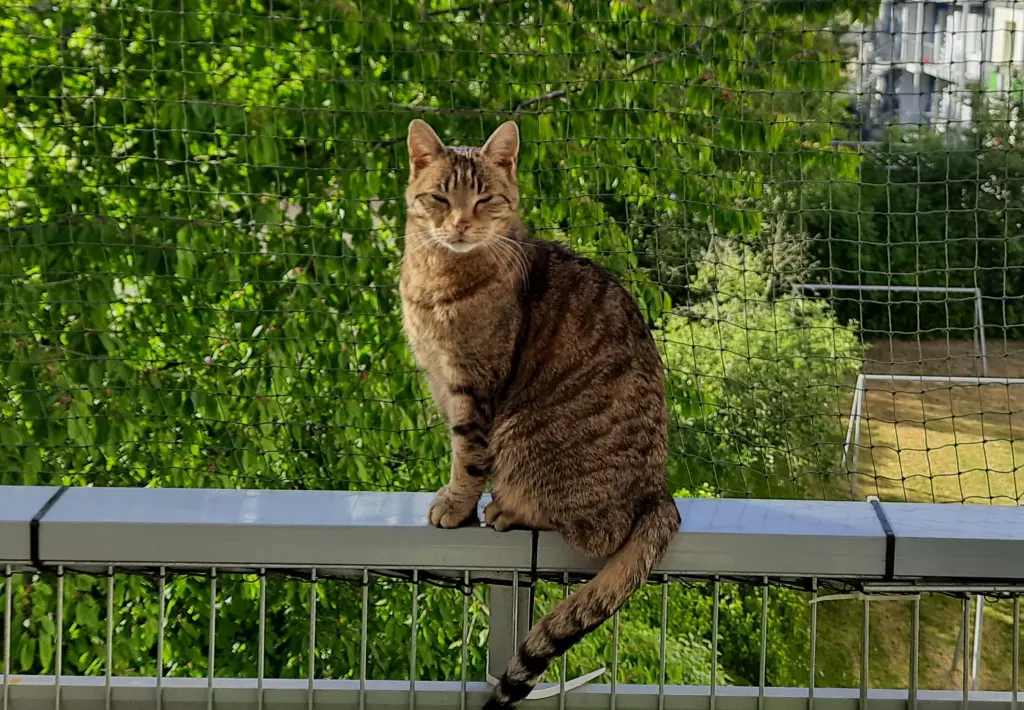 Chinguez Haußels,  in ewiger LIEBE !