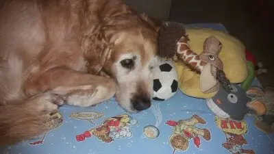 Condolence image of Micha mit Cäsar im Herzen