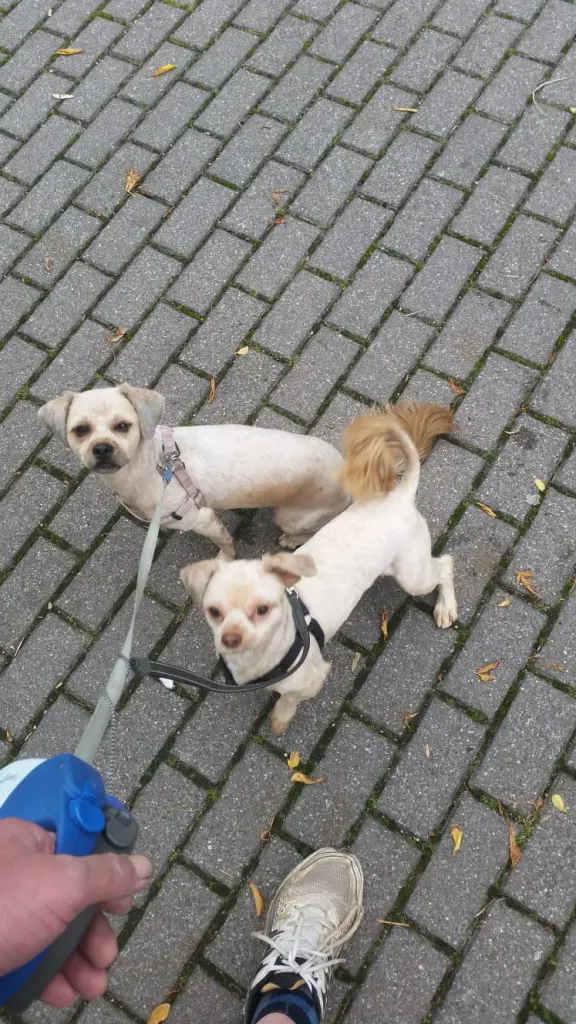 Andachtsbild von Pia sophie Gilewitsch