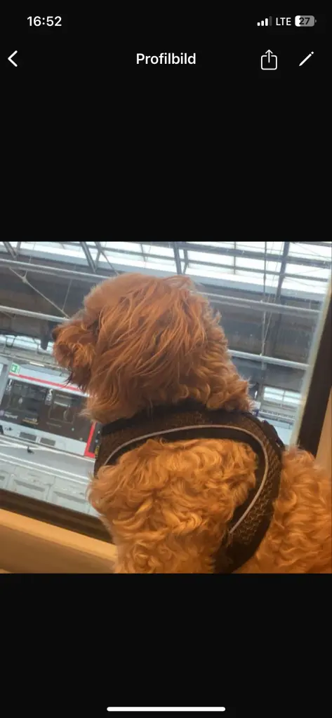 Zeus bei der Zugfahrt