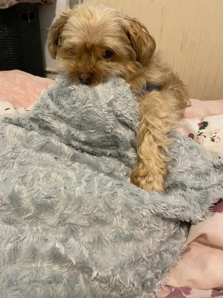 Er brauchte zum schlafen sein Kissen