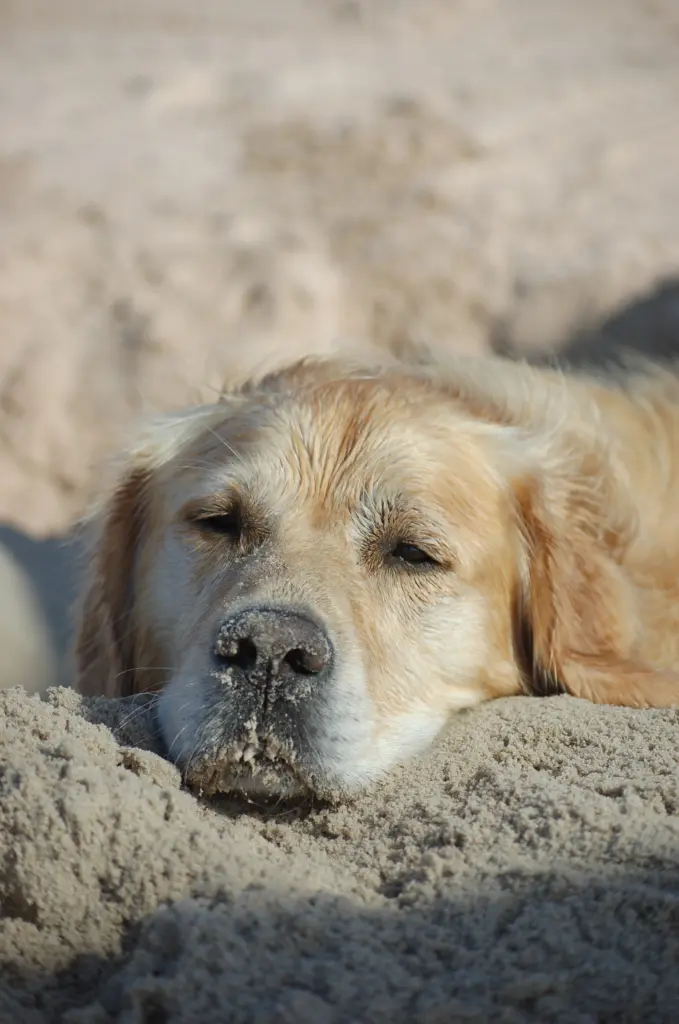 Condolence image of Antje mit Henry