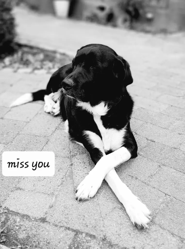 Condolence image of Caro Fischer