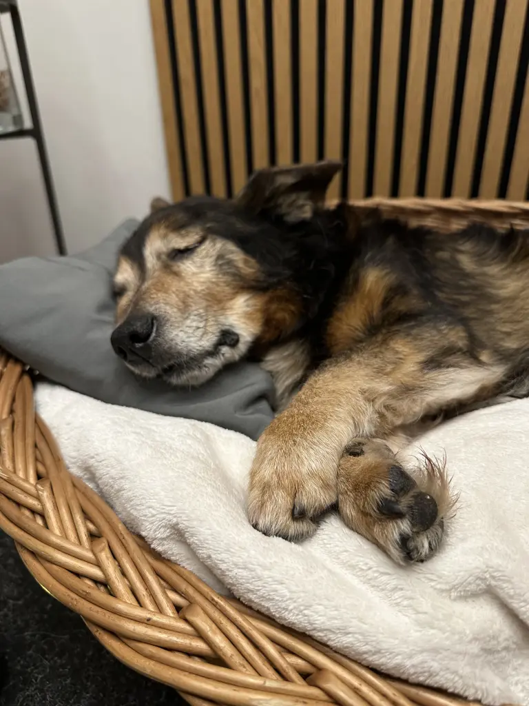 Andachtsbild von Simba