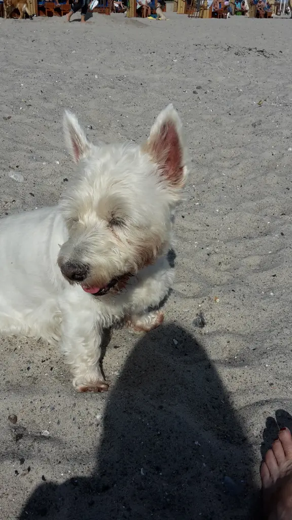 Condolence image of Hannelore mit Flocke im Herzen