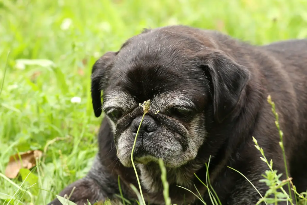 Condolence image of Cornelia mit Bruno & Barni im Herzen