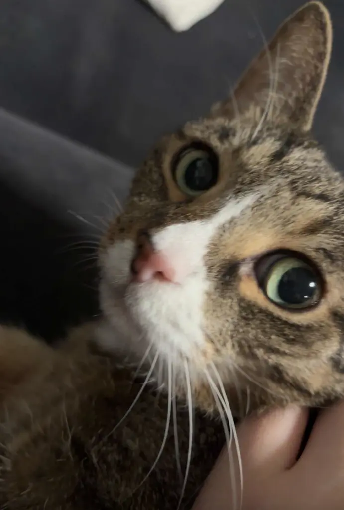 Andachtsbild von Leon Meier