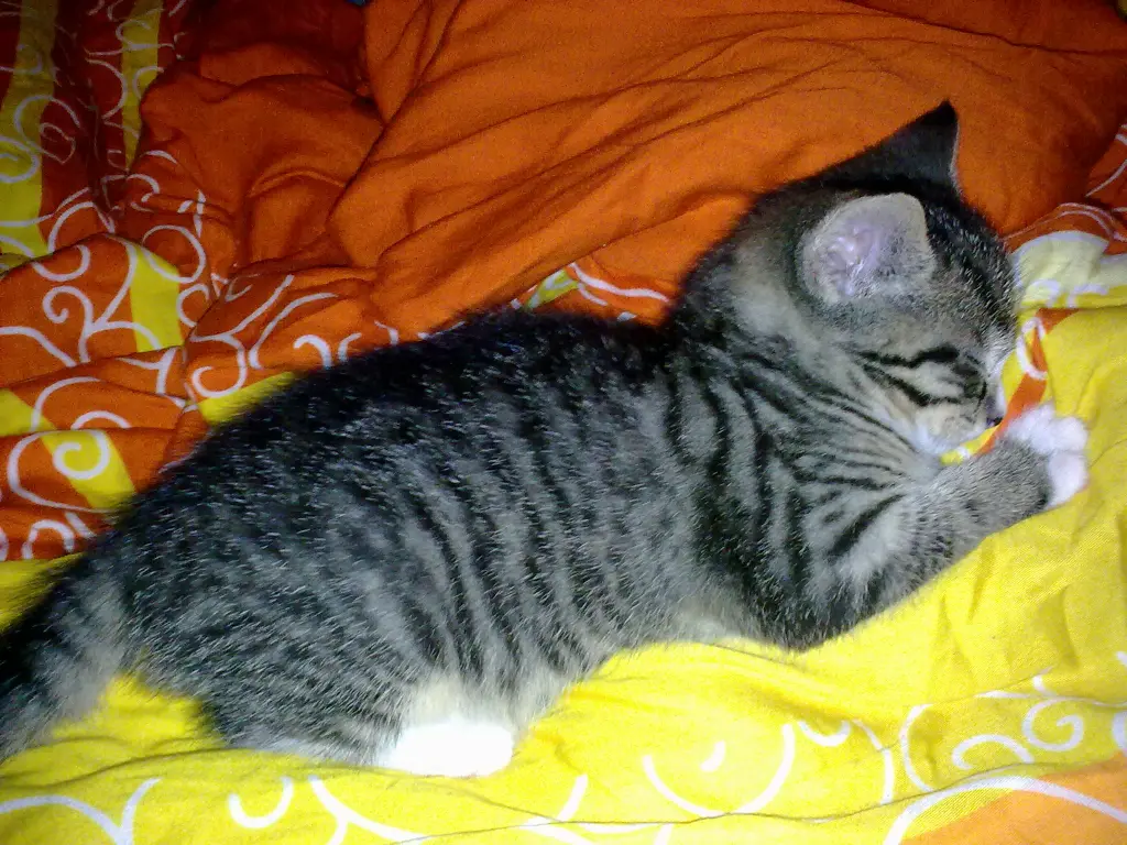 Maunzi, ca. 6 Wochen alt