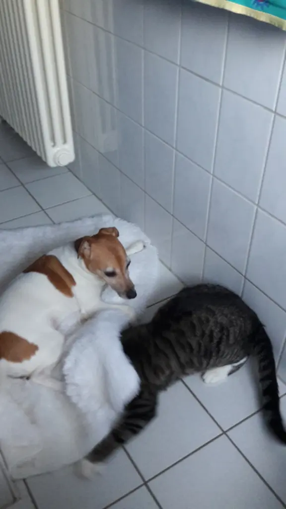 Condolence image of Flummy Karli Sonja