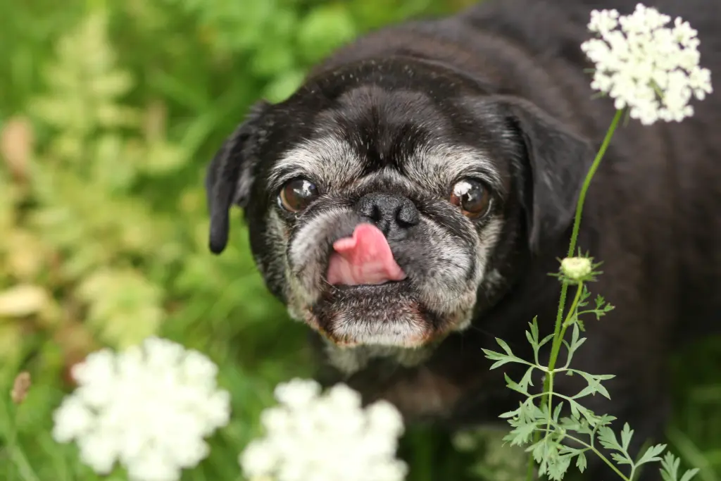 Condolence image of Cornelia mit Bruno & Barni im Herzen