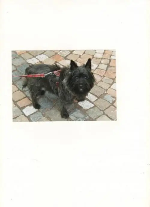 Image from Fienchen Liebster Hund der Welt