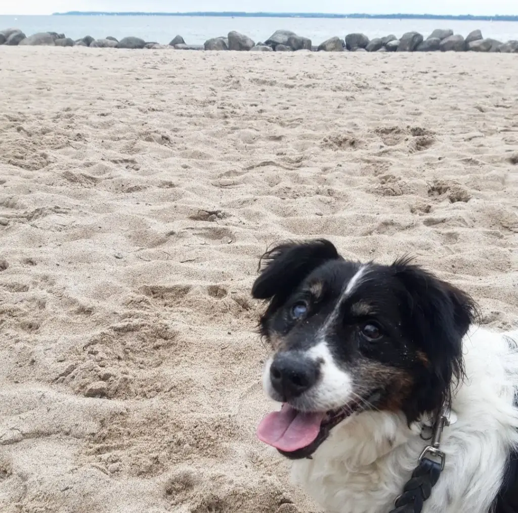 Travemünde 2024 Hundestrand