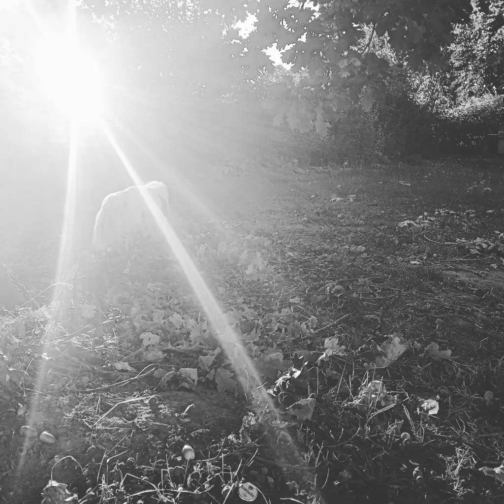 Letzten Herbsttage 2025