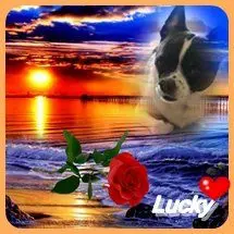 Image from Lucky