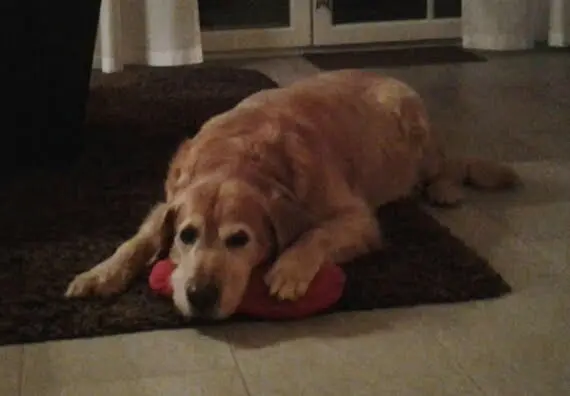 Condolence image of Micha mit Cäsar im Herzen