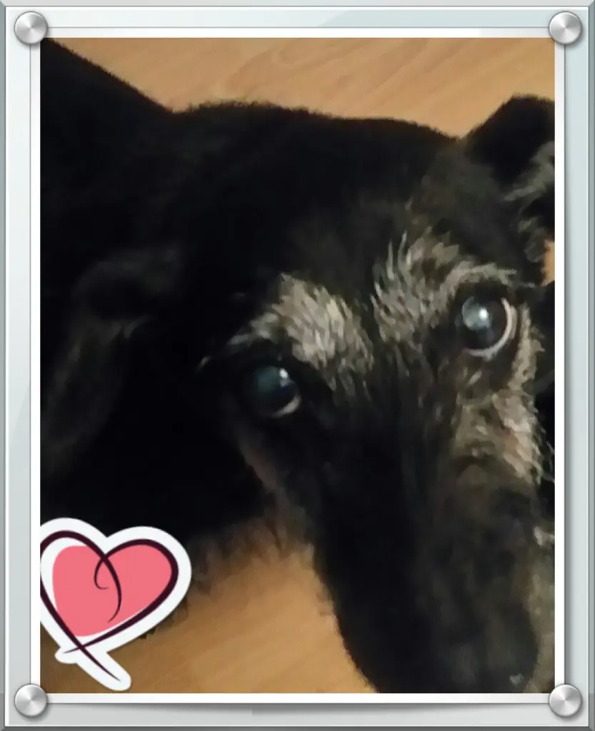 Condolence image of Manuela und lady 