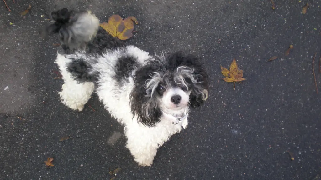 Condolence image of Dein Frauchen Petra Schwarzbach