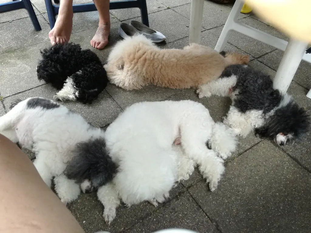 Condolence image of Frauchen