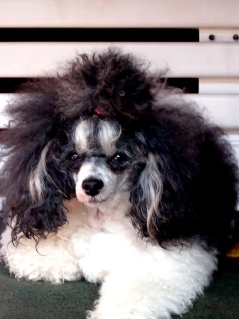 Condolence image of Frauchen