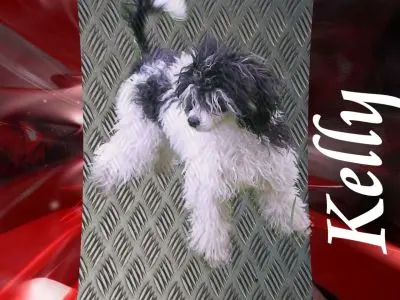 Condolence image of Frauchen