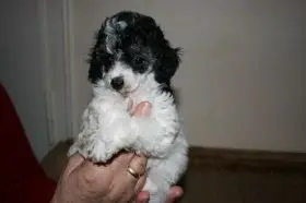 Condolence image of Holger