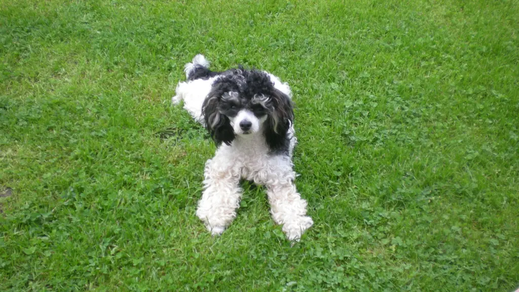 Condolence image of Frauchen