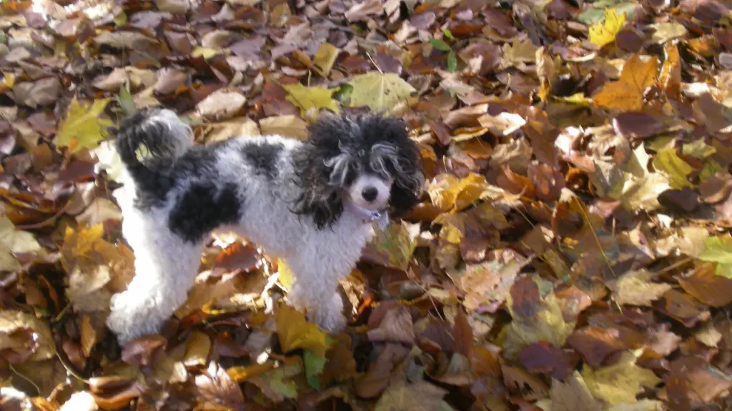 Condolence image of Frauchen