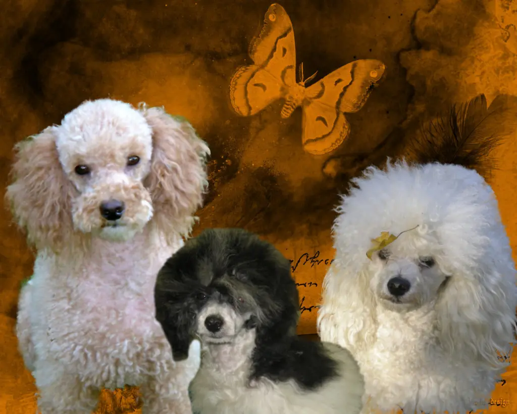 Condolence image of Holger