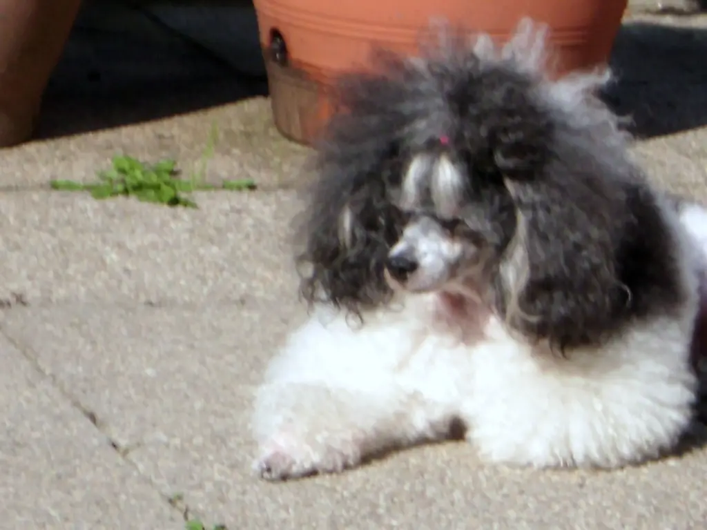 Condolence image of Frauchen