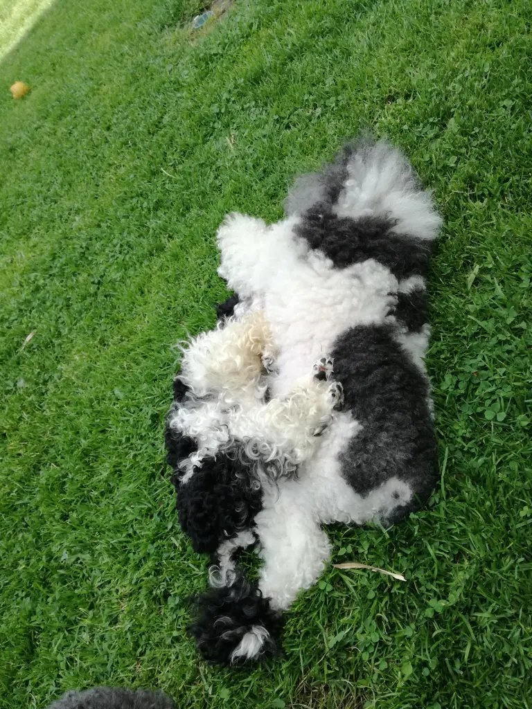 Condolence image of Frauchen