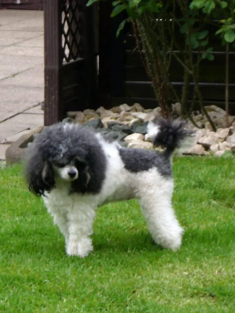 Condolence image of Frauchen