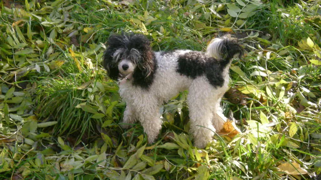 Condolence image of Frauchen