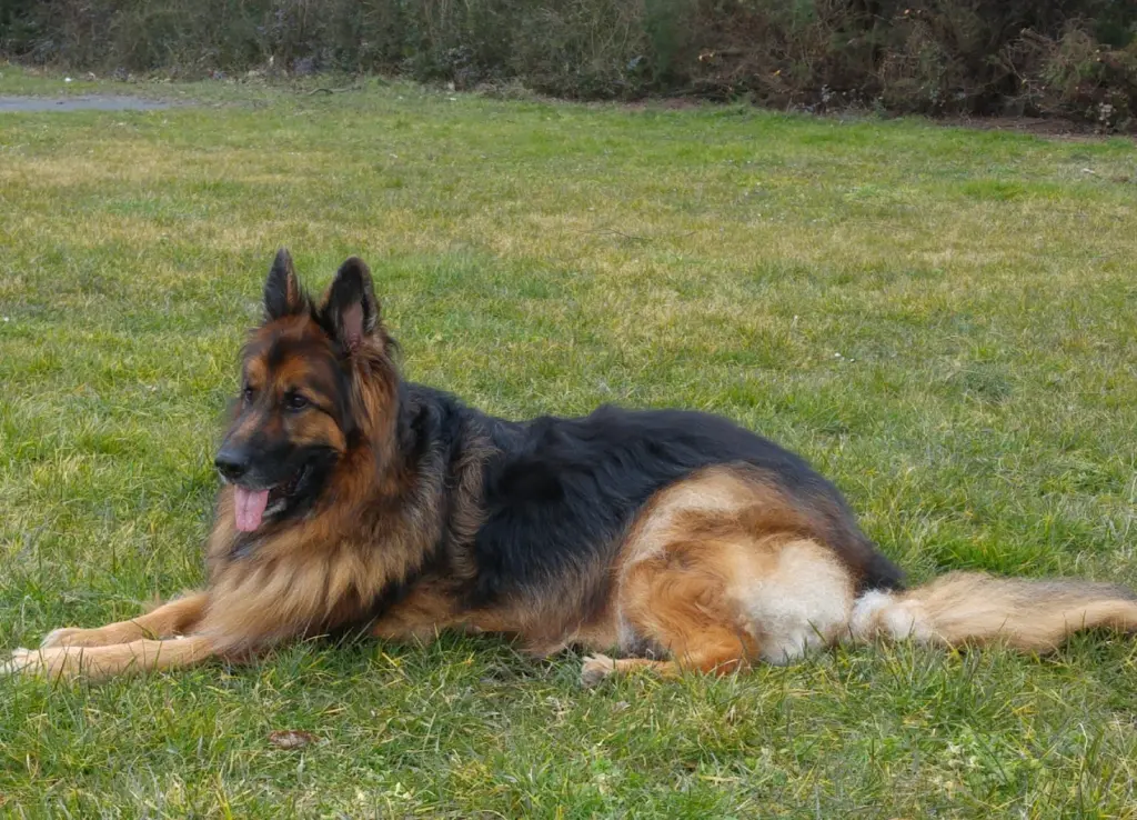 Condolence image of Klaudia mit Misiu❤❤❤