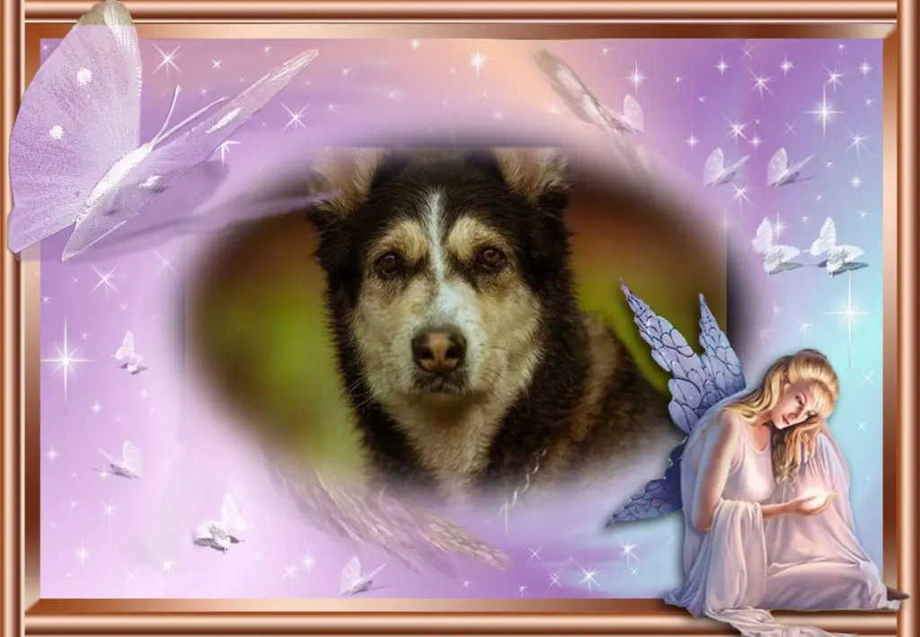 Condolence image of ❤Fur Liebe Yuma❤