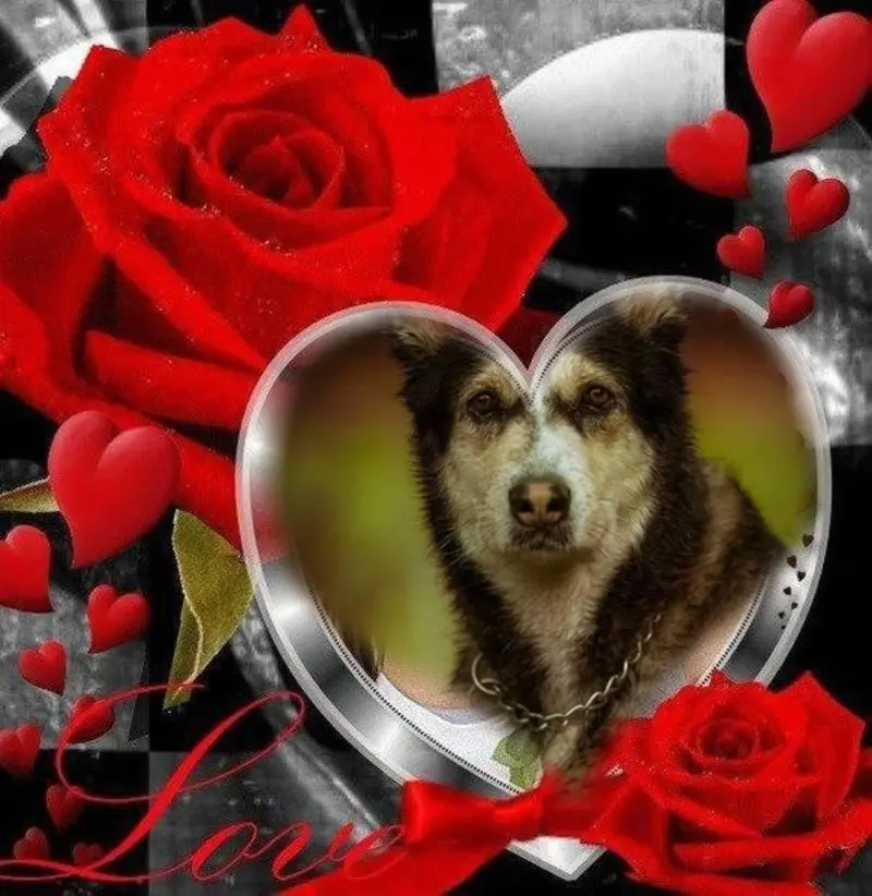 Condolence image of Fur Dich❤️