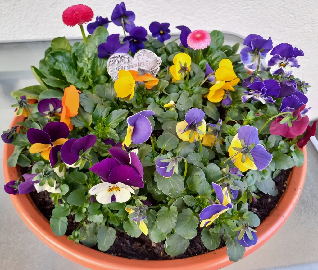 Condolence image of Jane 