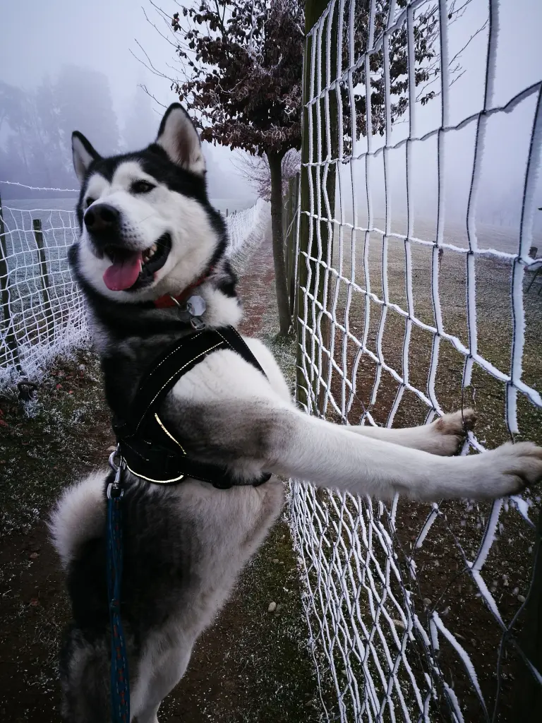 Condolence image of Ingo 