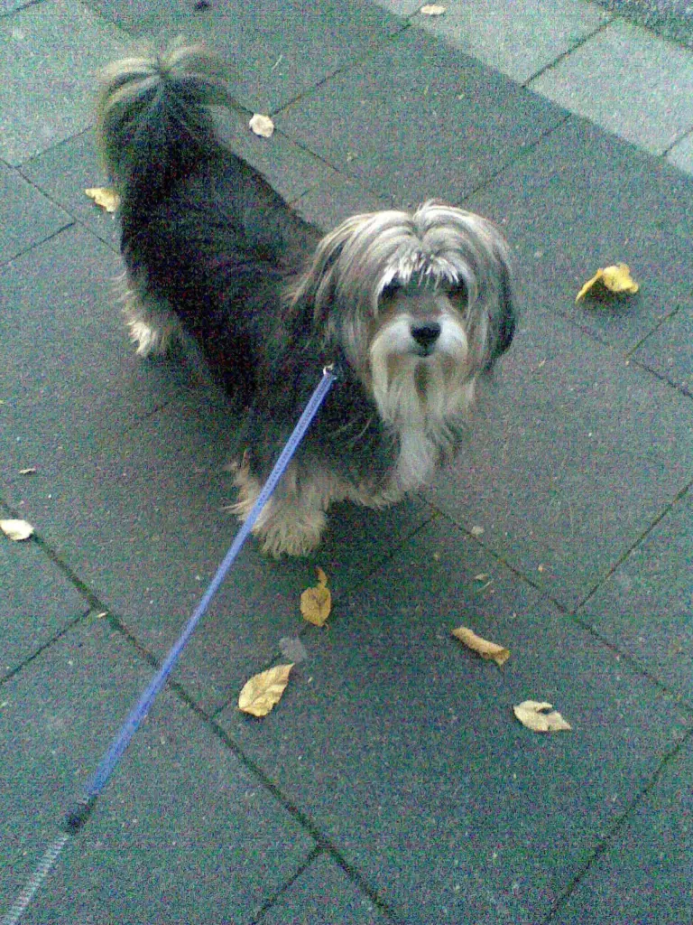 Condolence image of Sylvia Bresonik