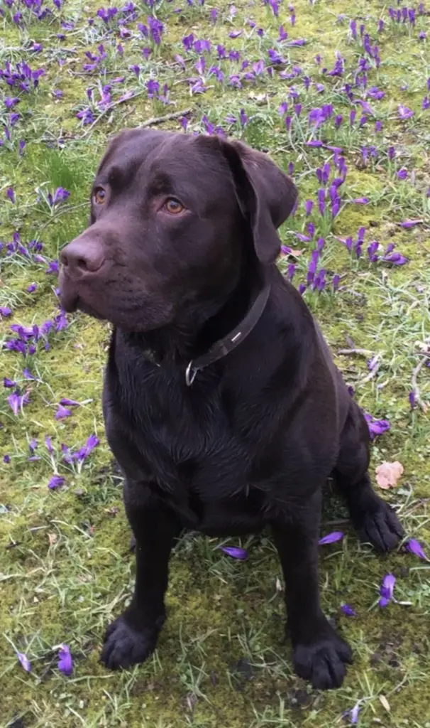 Andachtsbild von Mimi J