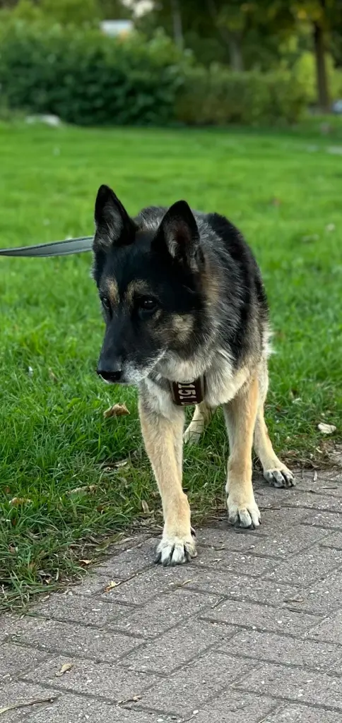 Mein treuer Weggefährte