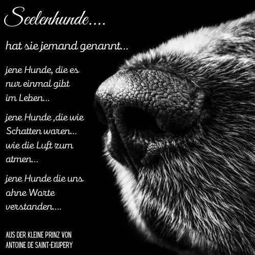 Condolence image of Konny mit Piccolino-Fly tief im ❤️