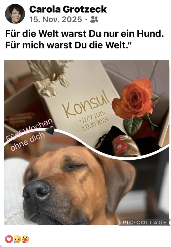 Bild von Konsul-Kasper