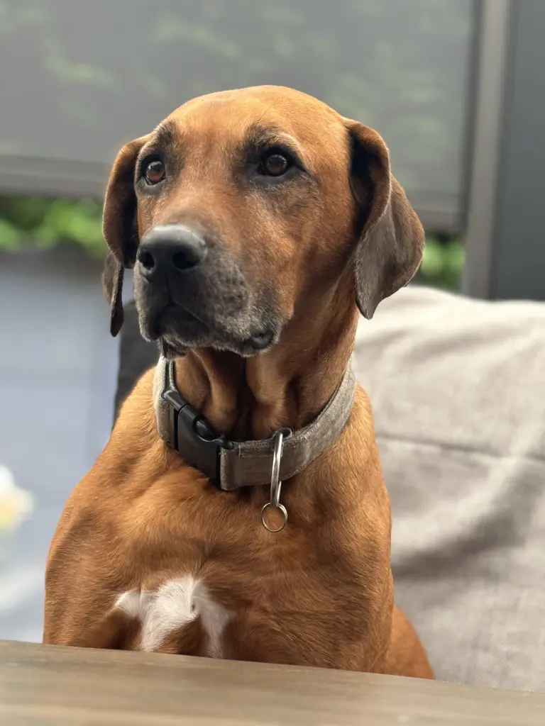 Bild von Konsul-Kasper