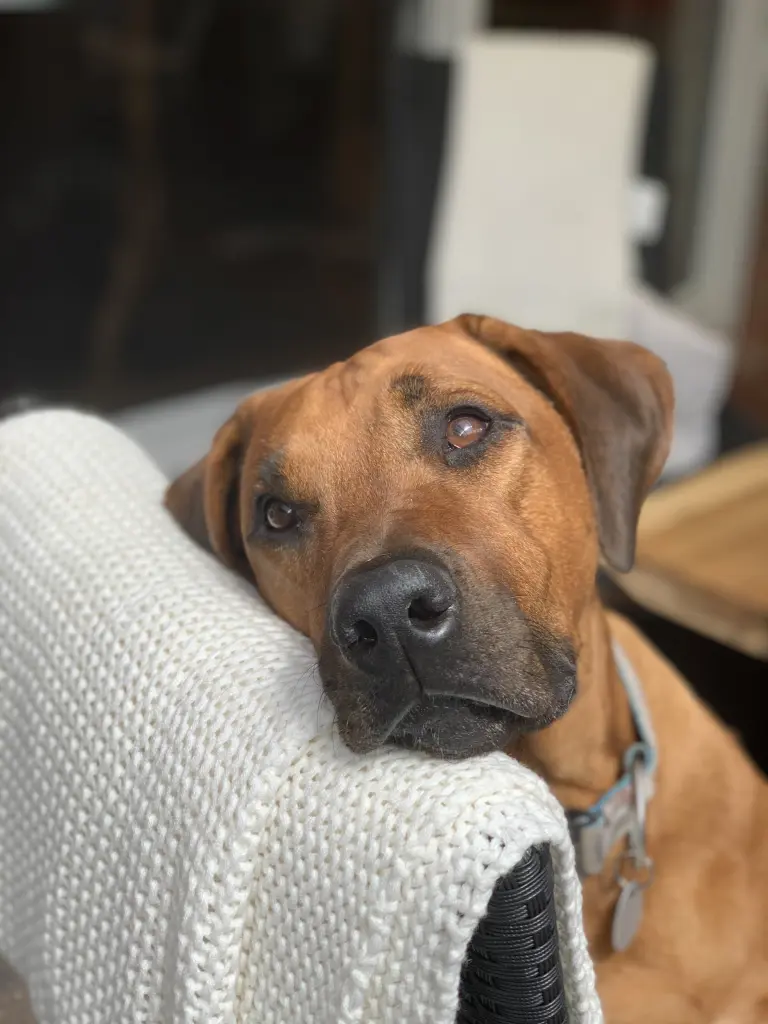 Bild von Konsul-Kasper