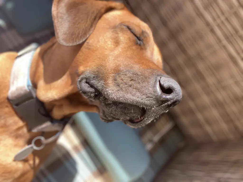 Bild von Konsul-Kasper