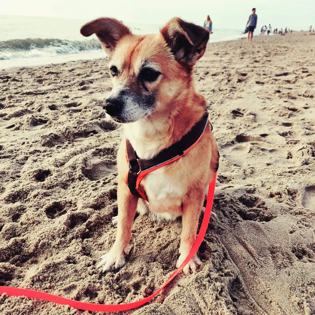 Andachtsbild von Mandy mit Jazz für Zuzi ❤️