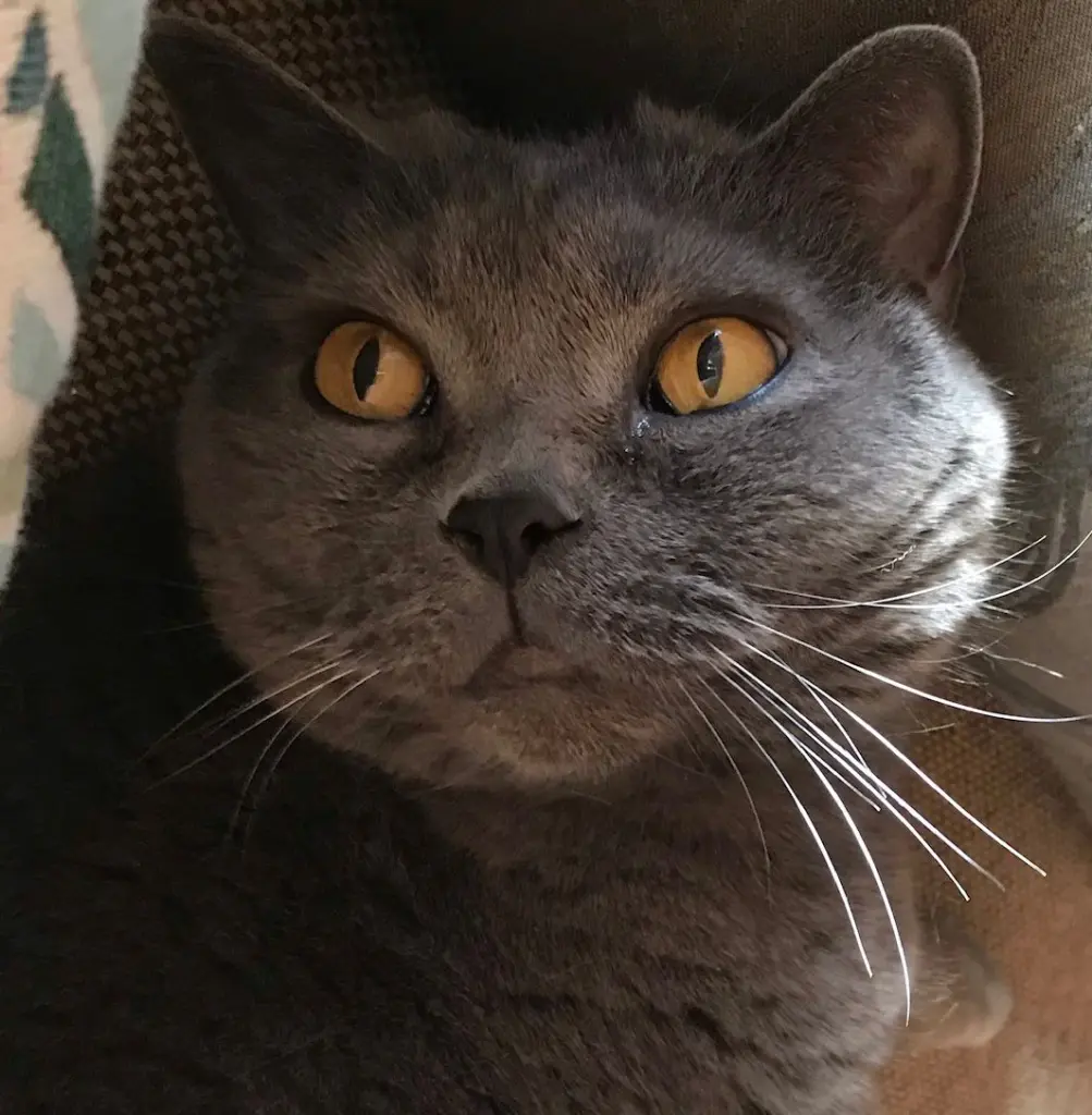 Wunderschöner stolzer Kater🥰