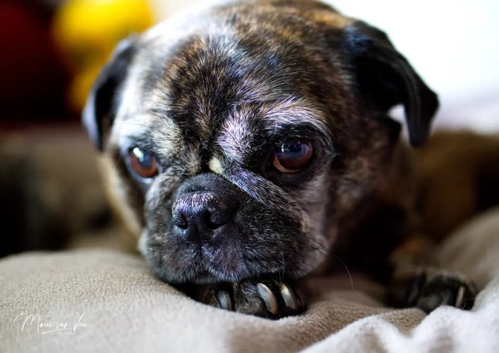 Andachtsbild von Mario van Veen