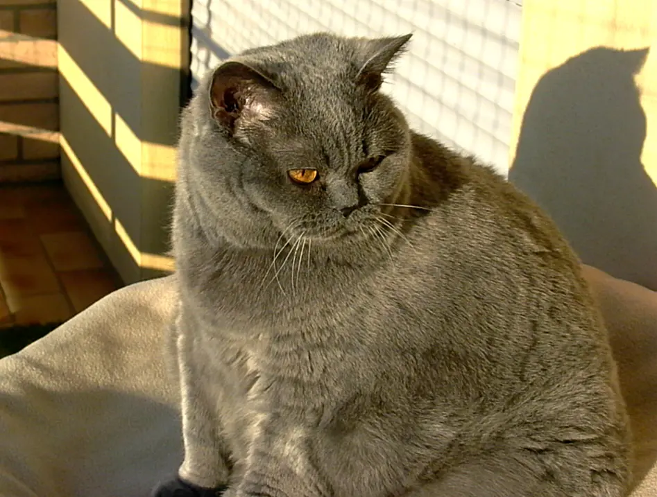 Condolence image of Hans u. Sibylle mit Momo † 13.11.2017