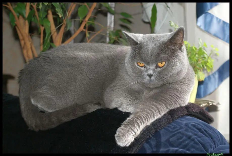 Condolence image of Roberto